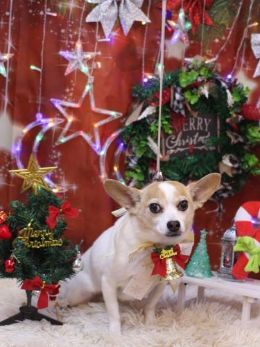 20231223うにちゃん